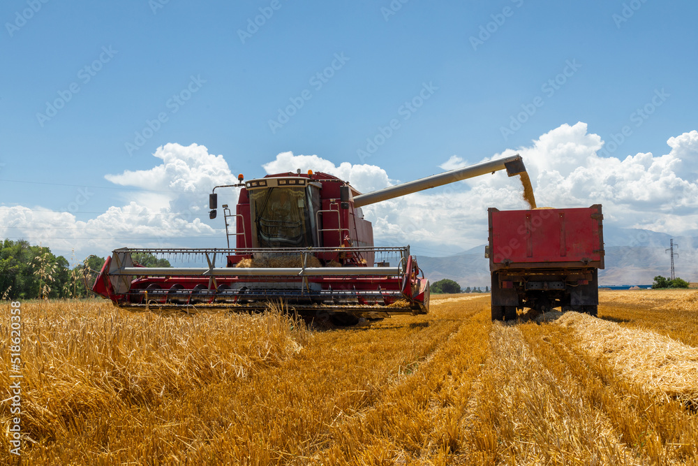 Fototapeta premium Combine Harvester Unloading Wheat Grain Into The Truck