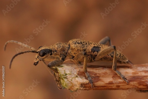 Closeup on the Black-spotted longhorn beetle, Rhagium mordax, sitting on a green leaf photo