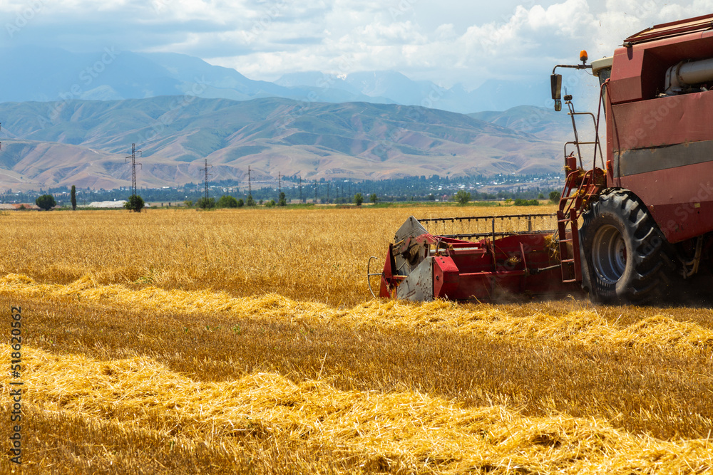 Obraz premium Combine Harvester Harvesting Wheat In Agricultural Field