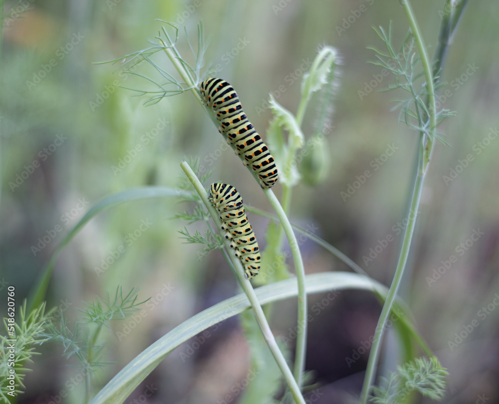 Two swallowtail caterpillars on a fennel. Bright green color with orange dots. The caterpillar of butterfly Papilio machaon - garden pest
