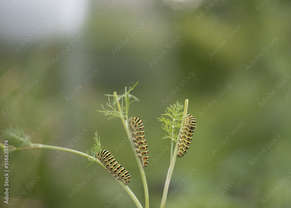 Three swallowtail caterpillars on a fennel. Bright green color with orange dots. The caterpillar of butterfly Papilio machaon - garden pest