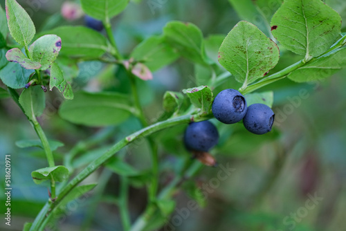 Blueberry on the shrub. Closeup of sprigs with blueberries