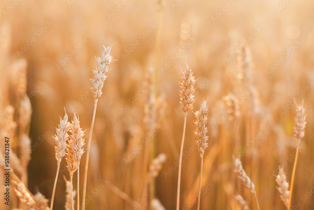 Golden wheat field at harvest season Golden wheat field at harvest season