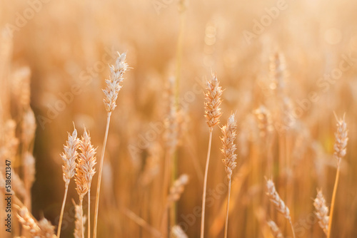 Golden wheat field at harvest season