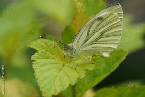 Closeup on a green-veined white, Pieris napi sitting with closed wings on a leaf photo