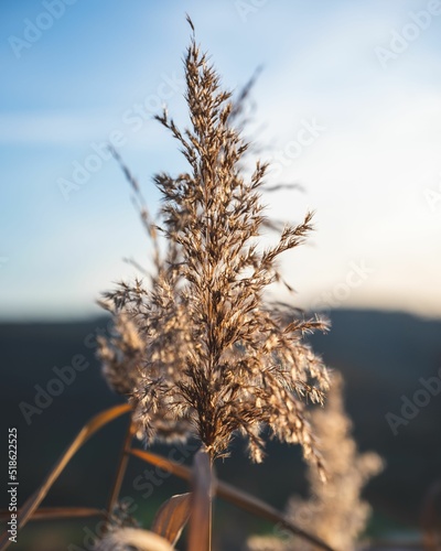 Selective focus shot of a phragmites plant photo