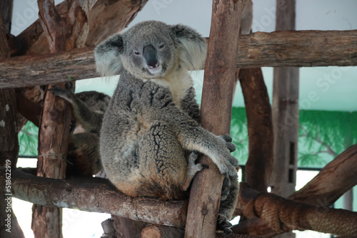 Close up Curious Koala Sitting on the Tree