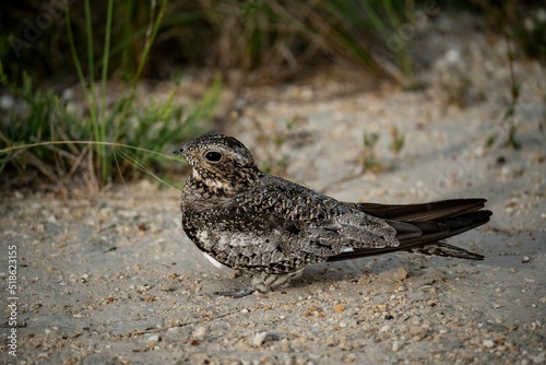 Black and brown True nightjars bird in the ground photo