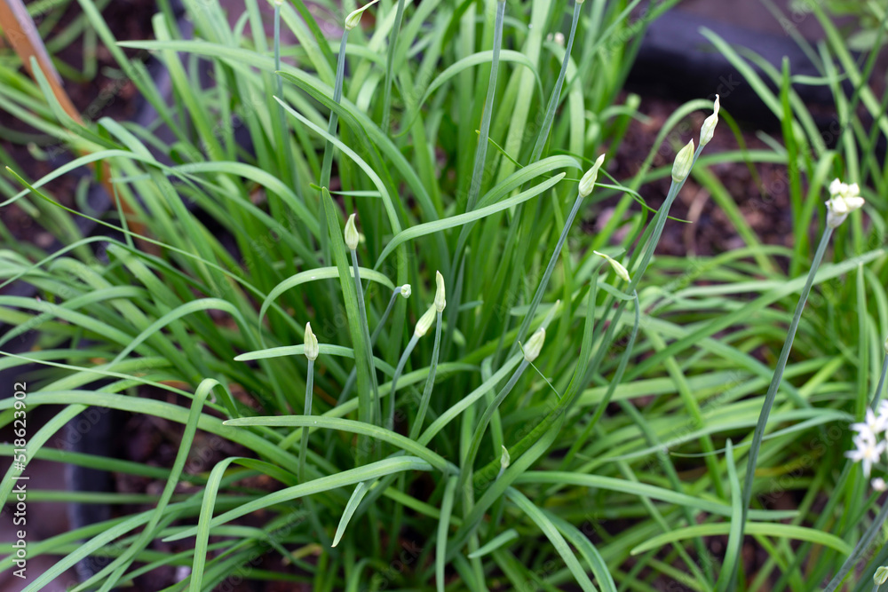 Fresh Chinese Chive leaves with flower Fresh Chinese Chive leaves with flower