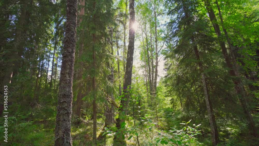 4k, the sun's rays through the dense crowns of the trees of the European forest
