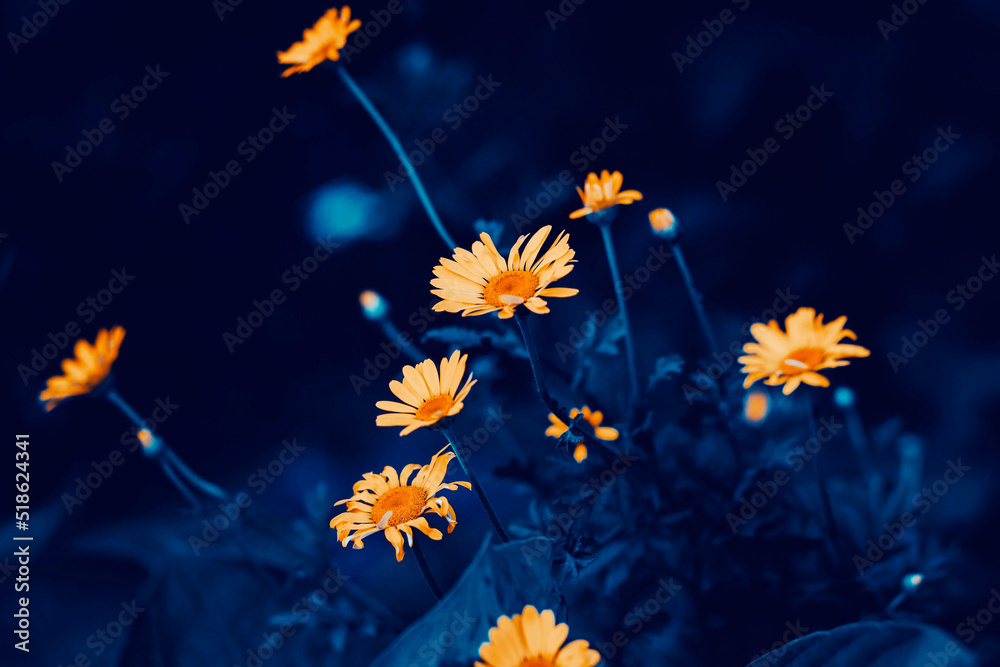 Beautiful yellow healing calendula flowers bloom on thin stems in the twilight of a summer night. Wild flowers. The beauty of nature.