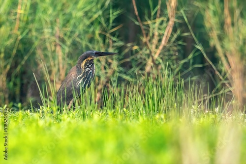 Beautiful shot of a Black bittern (Ixobrychus flavicollis) bird standing in the grass field photo