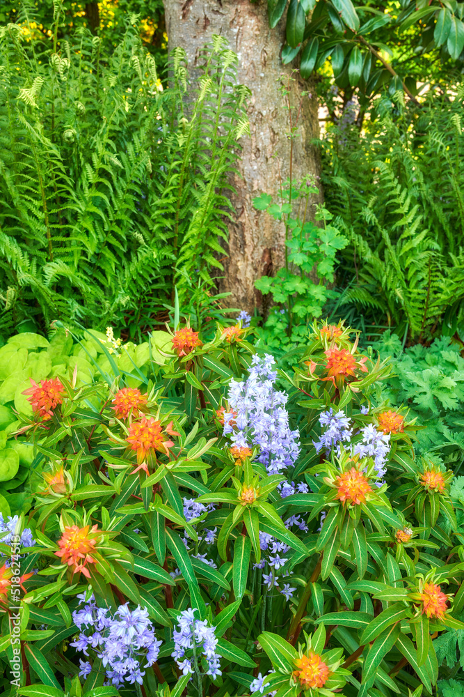 Bluebell and peking spurge flowers in a green park. Nature landscape of blue purple and orange flowering plants growing in between tree trunk and shrub foliage in an outdoor spring garden or backyard Bluebell and peking spurge flowers in a green park. Nature landscape of blue purple and orange flowering plants growing in between tree trunk and shrub foliage in an outdoor spring garden or backyard