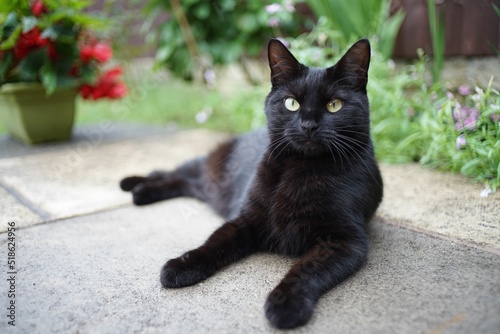Shallow focus shot of the black Bombay cat sitting on the ground