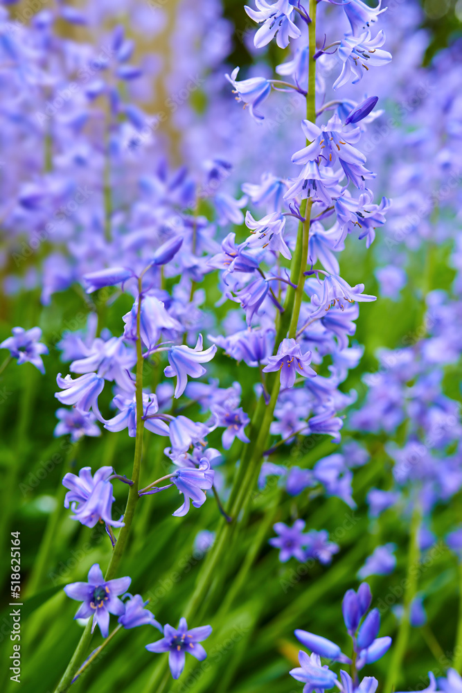 Colorful purple flowers growing in a garden. Closeup of beautiful spanish bluebell or hyacinthoides hispanica foliage with vibrant petals blooming and blossoming in nature on a sunny day in spring Colorful purple flowers growing in a garden. Closeup of beautiful spanish bluebell or hyacinthoides hispanica foliage with vibrant petals blooming and blossoming in nature on a sunny day in spring