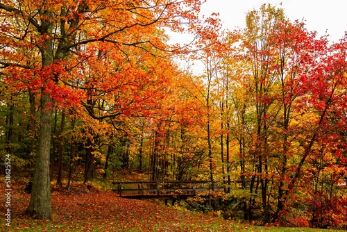 Beautiful shot of red maple trees with colorful leaves  in the forest in autumn