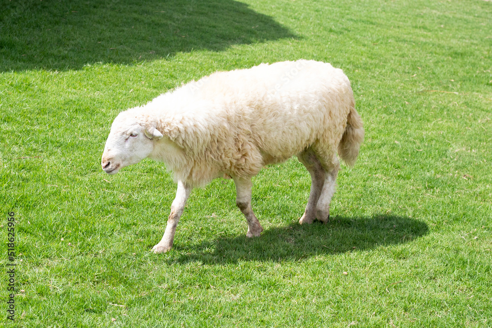 A white sheep walking in the fields A white sheep walking in the fields