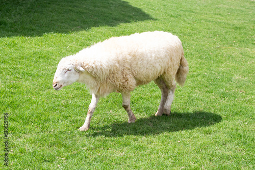A white sheep walking in the fields