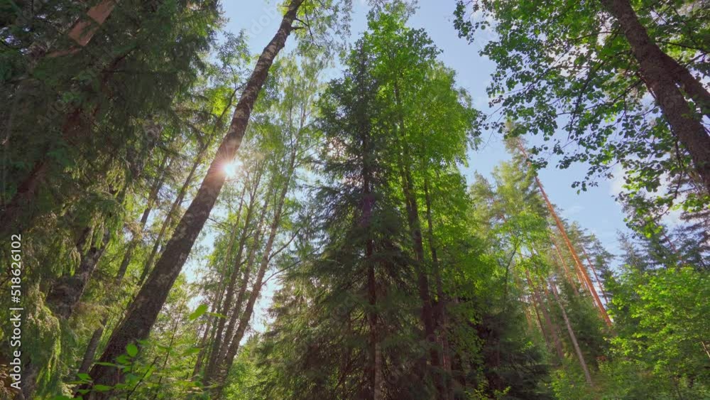 4k, the sun's rays through the dense crowns of the trees of the European forest 4k, the sun's rays through the dense crowns of the trees of the European forest