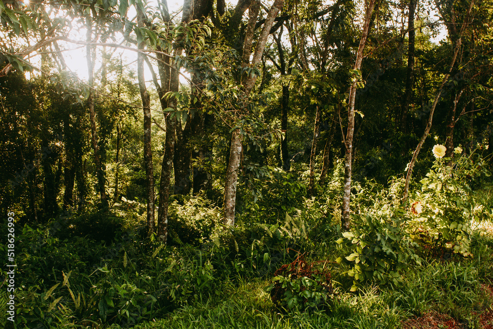 Rain Forest vegetation, Misiones province, Argentina.