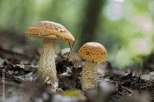 Two Leccinellum pseudoscabrum mushrooms in the summer photo