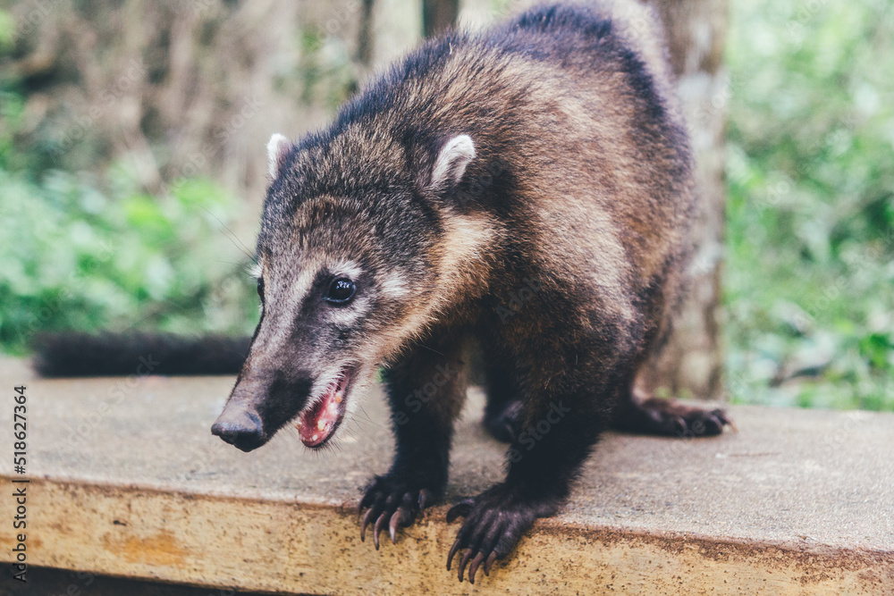 Naklejka premium Nasua Nasua Coati from Iguazu Falls national park , Argentina