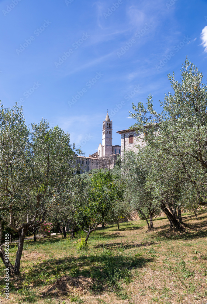 Olive trees in Assisi village in Umbria region, Italy. The town is famous for the most important Italian Basilica dedicated to St. Francis - San Francesco.