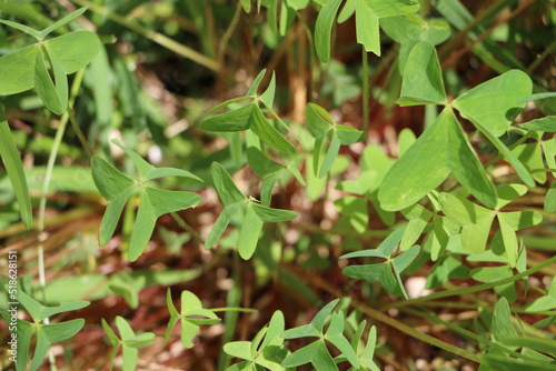 Wallpaper Mural CLOVERS AND CHAPULINES Torontodigital.ca