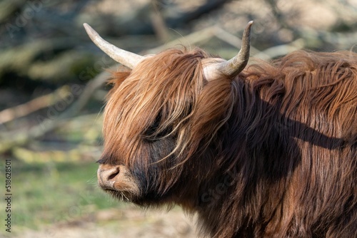 Canvas Print Scottish Highland cattle in the Amsterdamse Bos in Amsterdam, the Netherlands