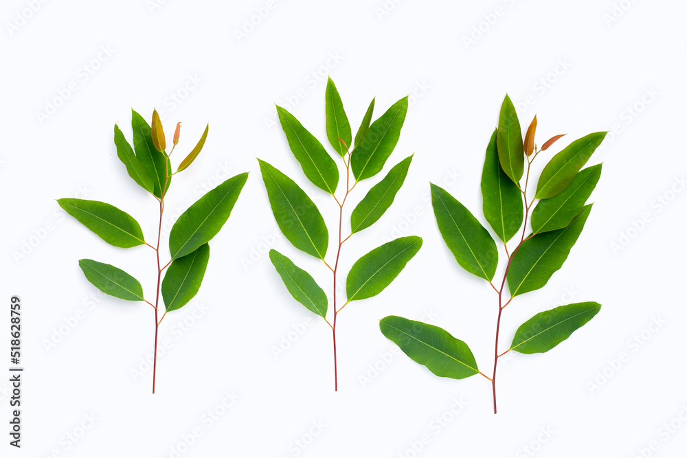 Green leaves of eucalyptus on white