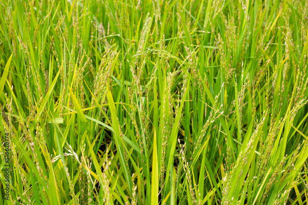 Rice plant in rice field. Rice plant in rice field.