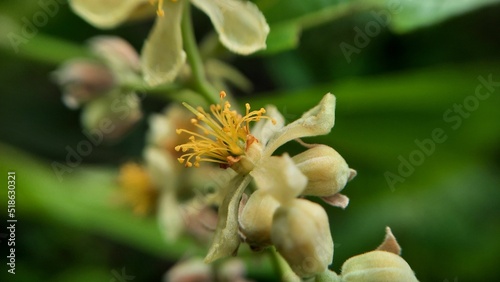 Closeup of phalsa flower on a green leafy background photo