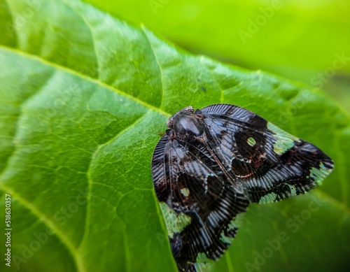 Closeup of a passionvine hopper on a bright green leaf photo