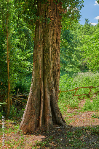 Big old tree trunk in a forest. Remote woodland in spring with green grass  plants  and bushes growing in between trees. Discovery deep in the empty woods in a wild and vibrant nature environment