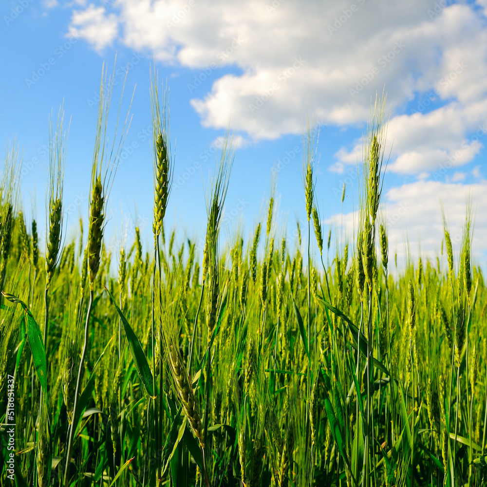 Green wheat ears in the field and blue sky.