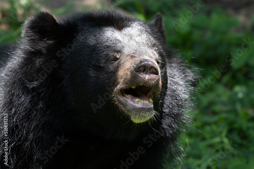 Close up Asiatic Black Bear