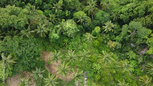 Bird's eye view of palm trees in a tropical forest