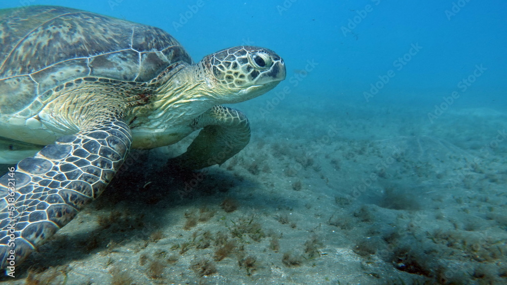 Big Green turtle on the reefs of the Red Sea.