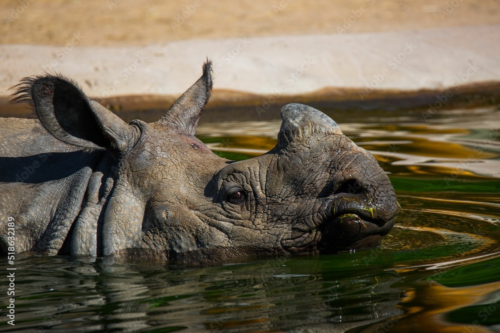 Clsoeup Of Indian Rhinoceros Half Submerged In Water Stock Photo