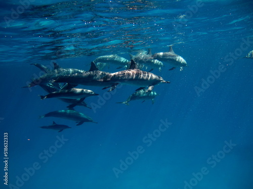 Dolphins. Spinner dolphin. Stenella longirostris is a small dolphin that lives in tropical coastal waters around the world. 