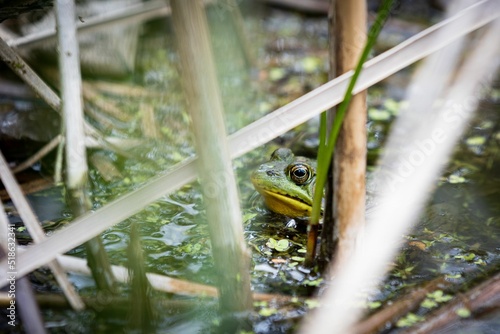 Green frogs head to pull me out of the swamp covered with green algae and dry branches
