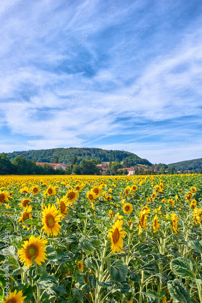 Field of bright yellow sunflowers on a cloudy blue sky background. Beautiful agriculture oilseed crop flower landscape by a countryside. Seasonal sunflower plants on cultivated farm land with houses