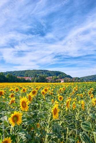 Field of bright yellow sunflowers on a cloudy blue sky background. Beautiful agriculture oilseed crop flower landscape by a countryside. Seasonal sunflower plants on cultivated farm land with houses