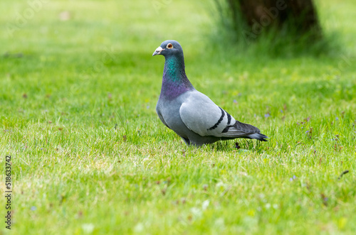 Gołąb miejski (Columba livia forma urbana)