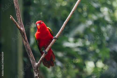 Close-up view of the Chattering lory perching on the branch of the tree