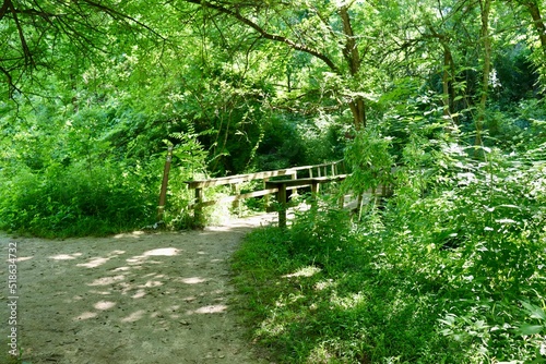 The wood bridge in the summer forest. 