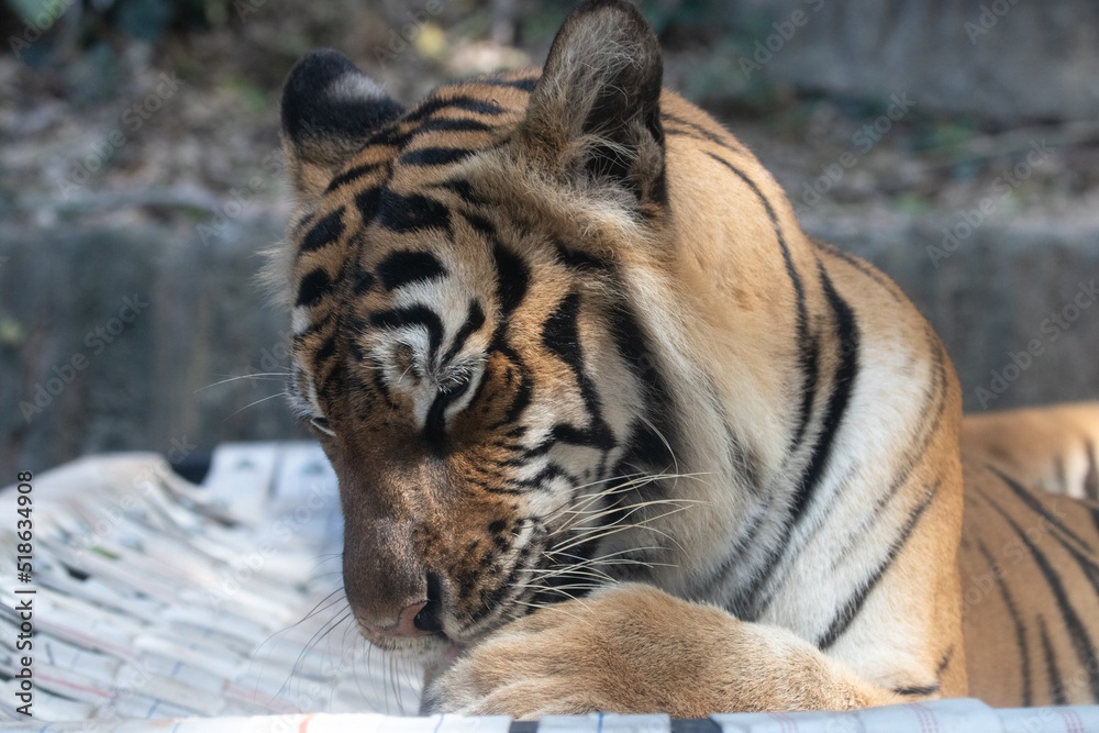 Obraz premium Portrait of Indochinese Tiger