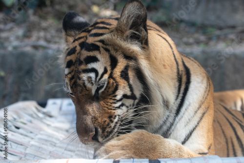 Portrait of Indochinese Tiger