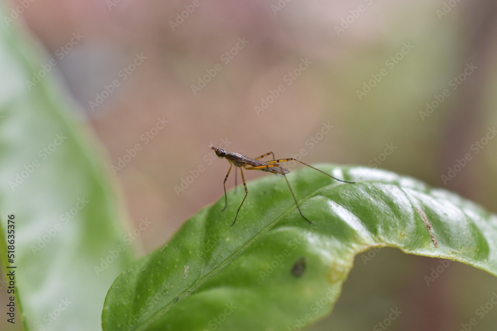 Mosca Zancuda sobre hoja Mosca Zancuda sobre hoja