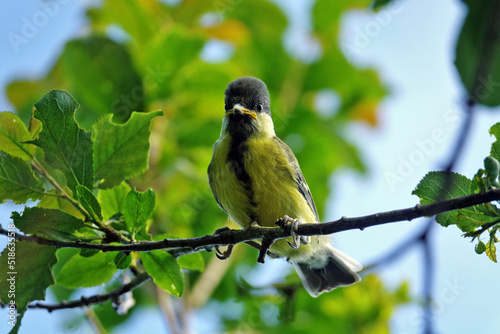 Jeune mésange perchée sur une branche 